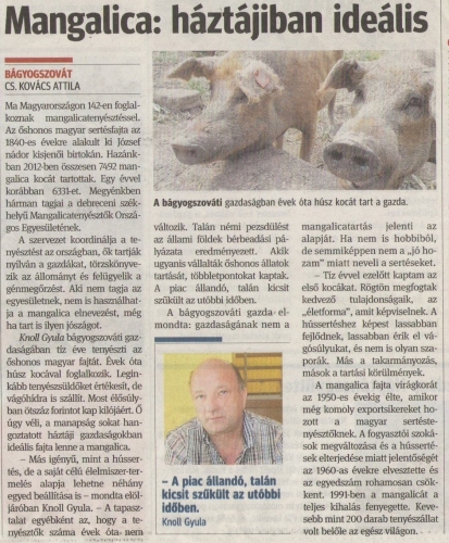 2013.07.31- Mangalica tenyésztés